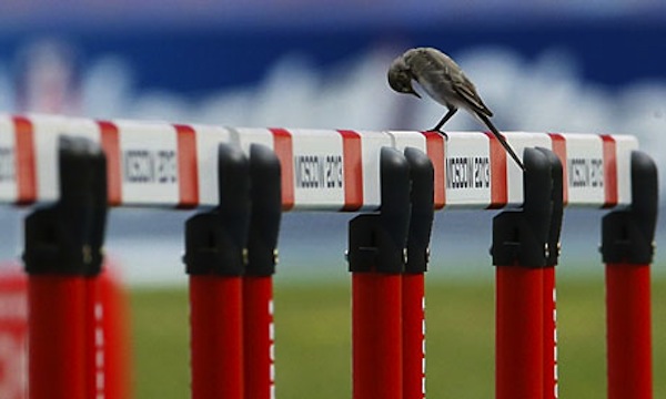 A bird sits on a hurdle in Moscow